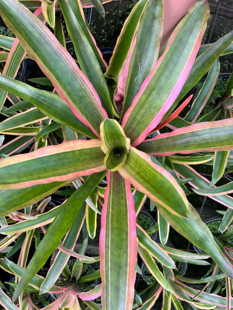 aechmea-mend-bromeliad
