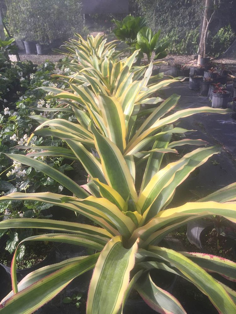 aechmea-mexicana-albomarginata-bromeliad-mexican-albo