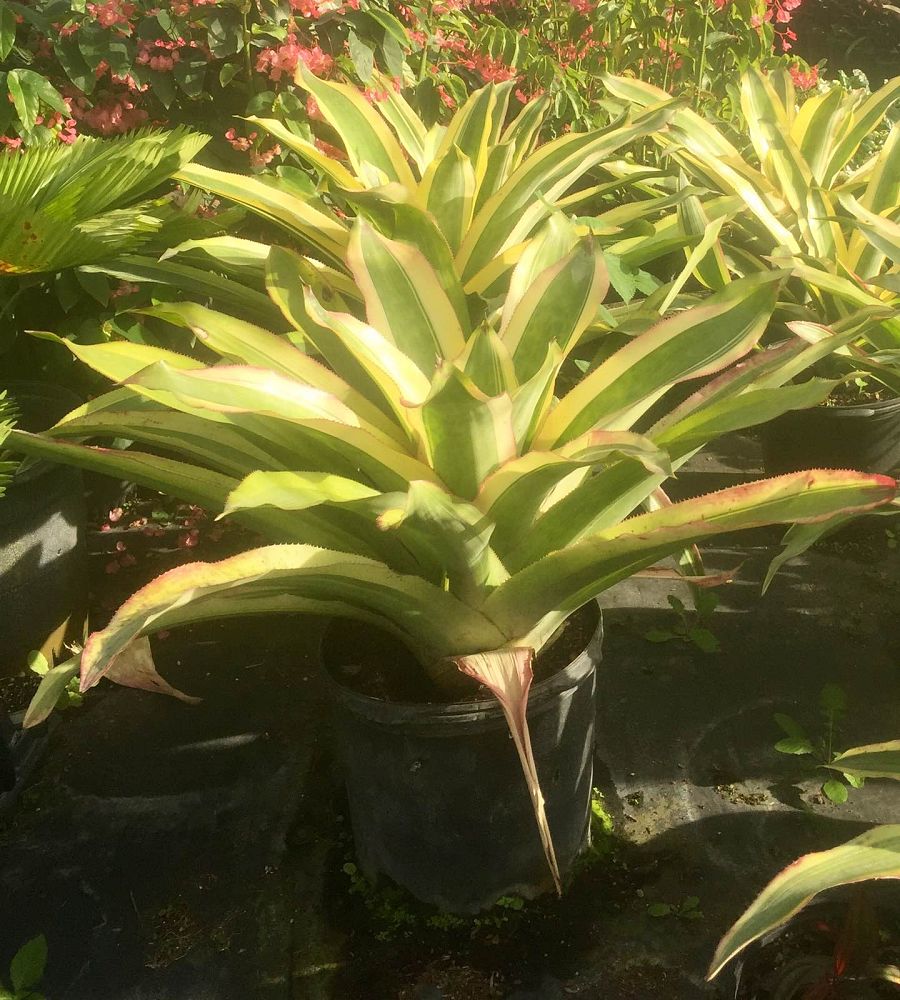 aechmea-mexicana-albomarginata-bromeliad-mexican-albo