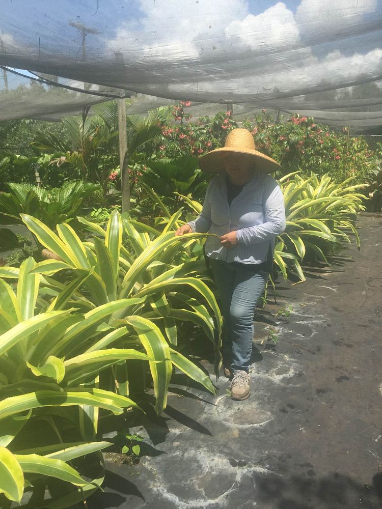 aechmea-mexicana-albomarginata-bromeliad-mexican-albo