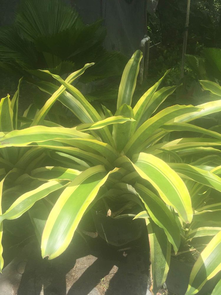 aechmea-mexicana-albomarginata-bromeliad-mexican-albo