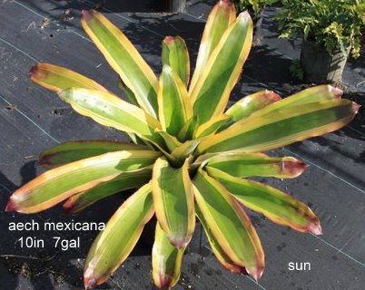 aechmea-mexicana-bromeliad