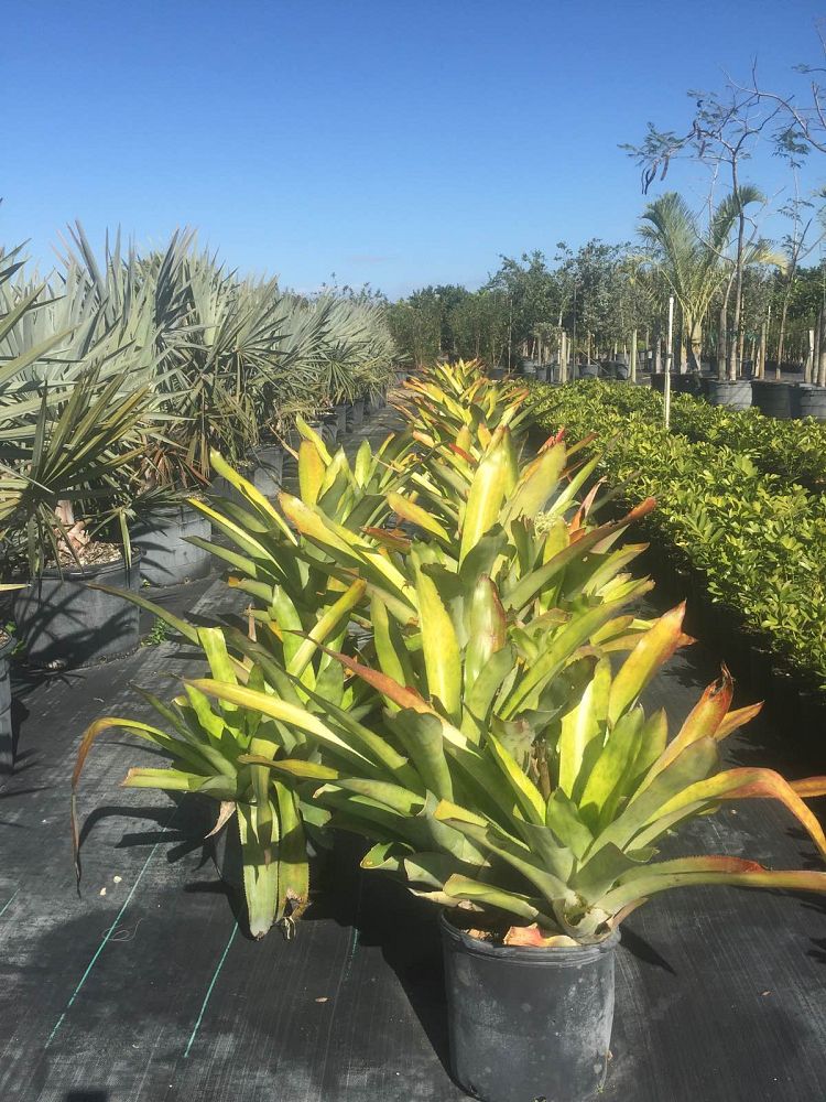 aechmea-mexicana-bromeliad