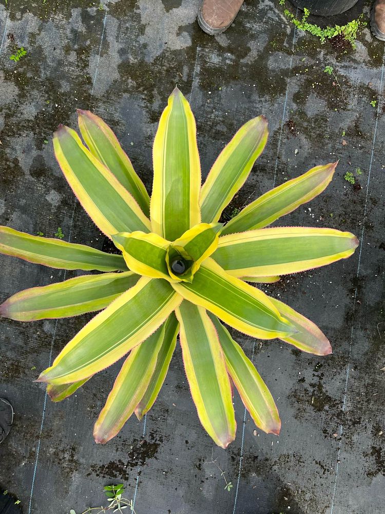 aechmea-mexicana-bromeliad