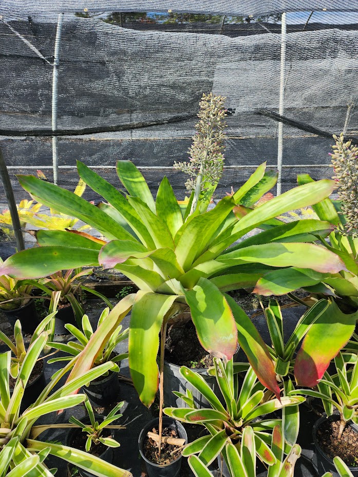 aechmea-mexicana-bromeliad