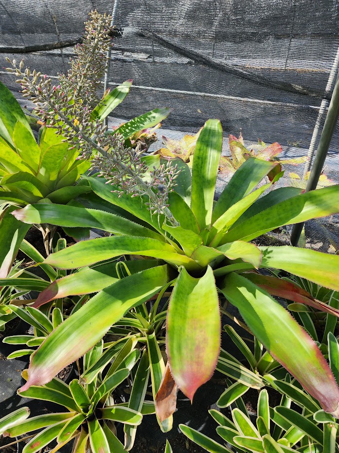aechmea-mexicana-bromeliad