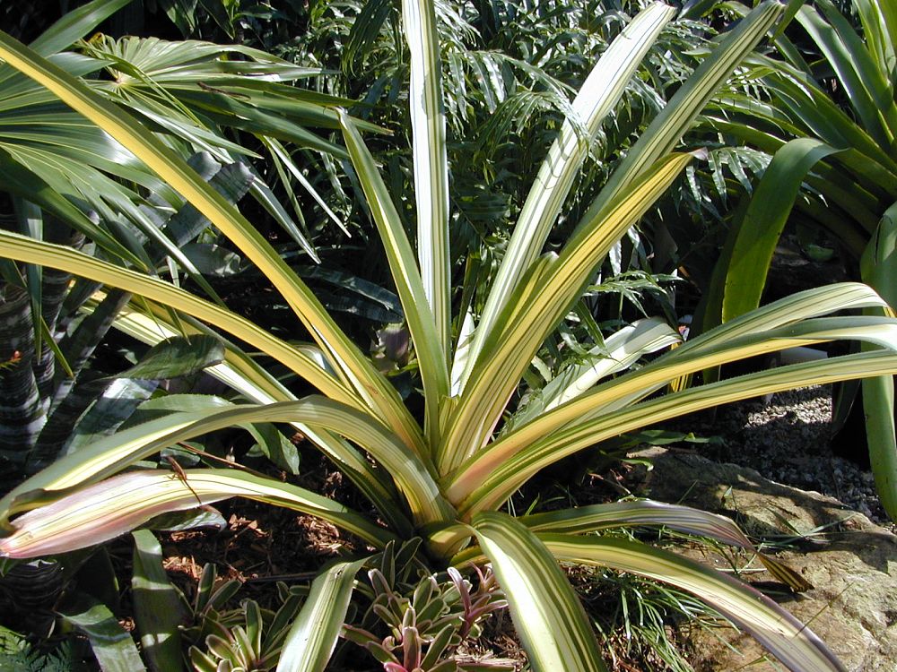 aechmea-mulfordii-jubilee-bromeliad
