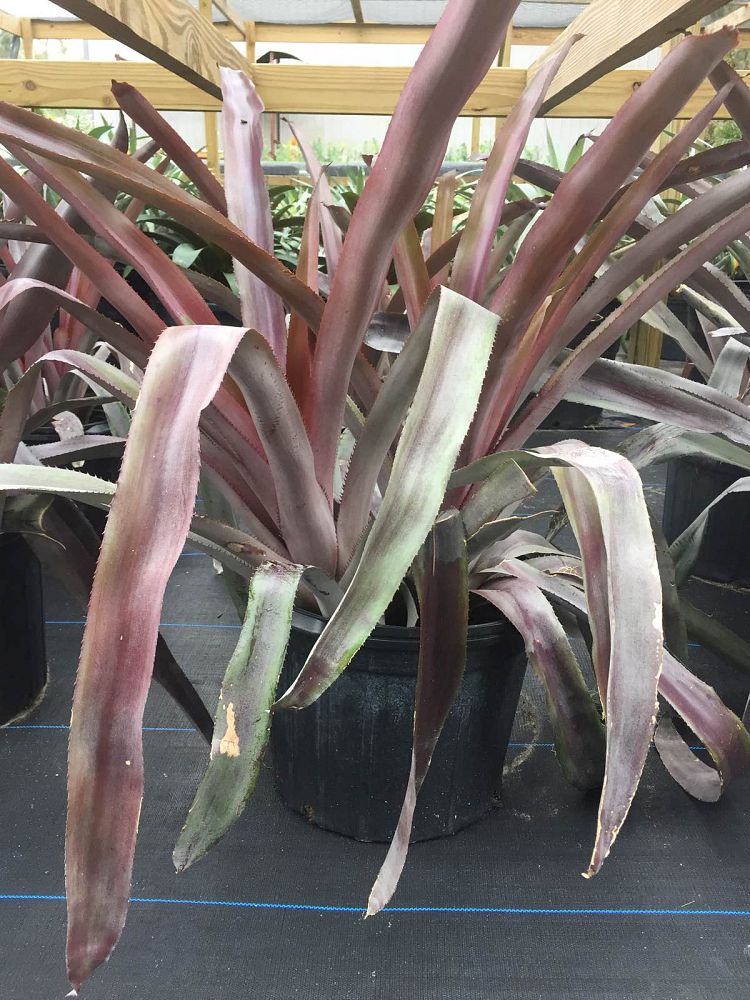 aechmea-mulfordii-malva-bromeliad