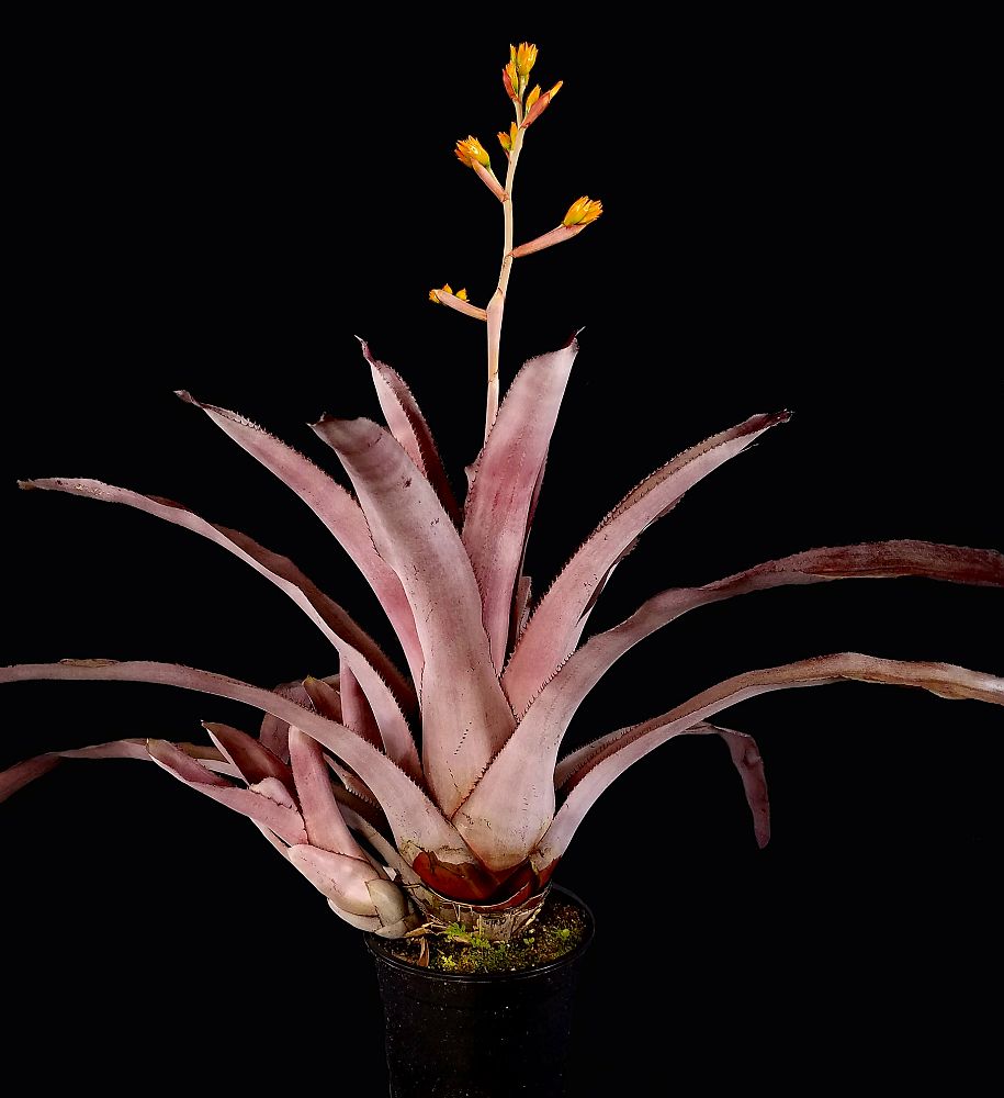 aechmea-mulfordii-malva-bromeliad