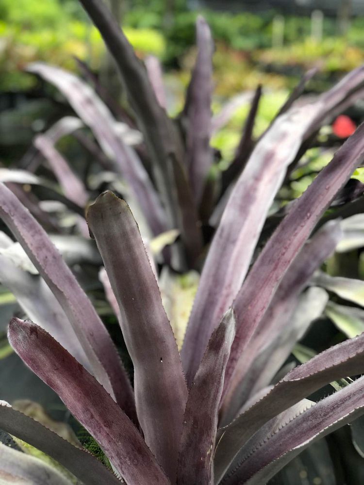 aechmea-mulfordii-malva-bromeliad