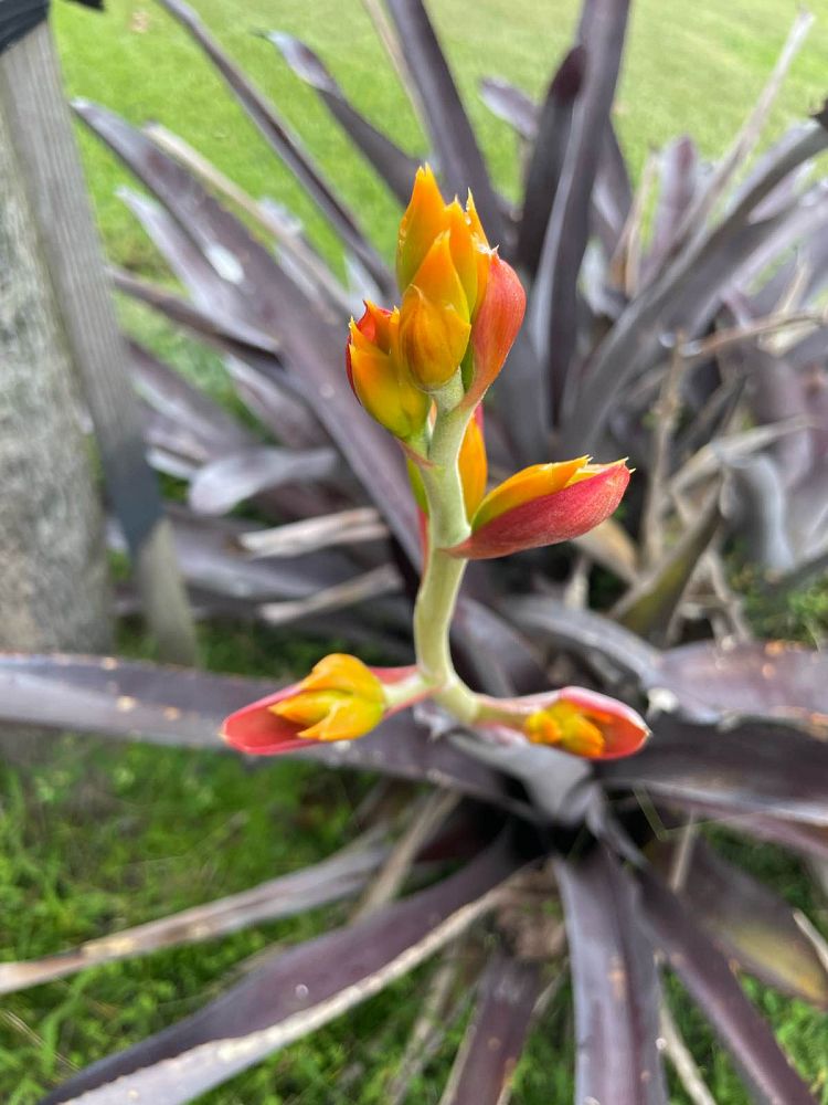 aechmea-mulfordii-malva-bromeliad
