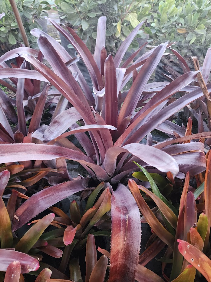 aechmea-mulfordii-malva-bromeliad