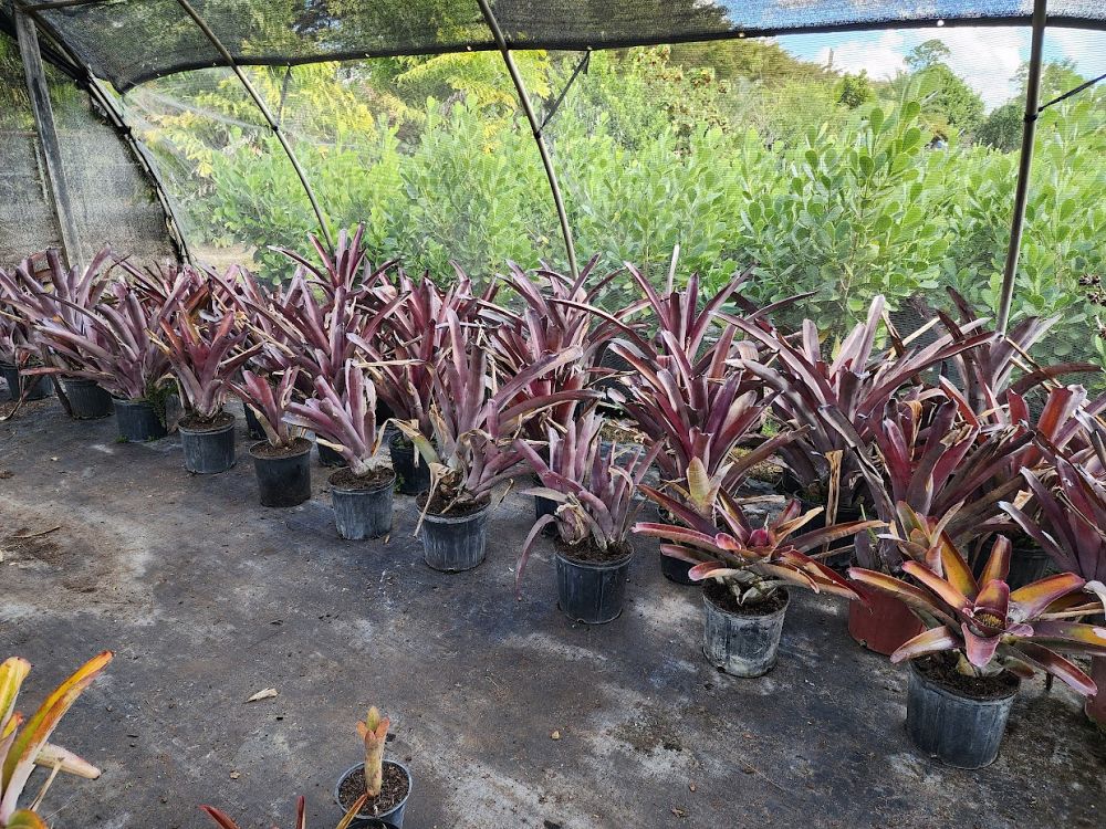 aechmea-mulfordii-malva-bromeliad