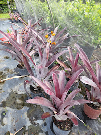 aechmea-mulfordii-malva-bromeliad