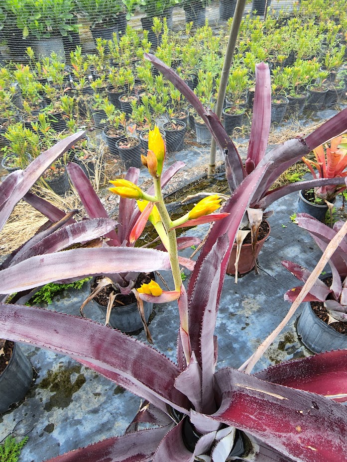 aechmea-mulfordii-malva-bromeliad