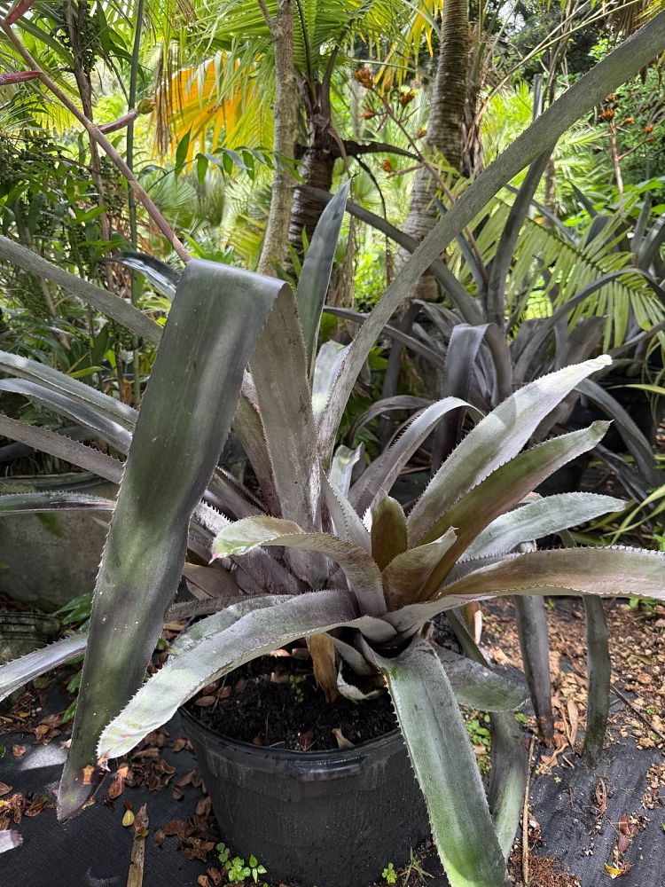 aechmea-mulfordii-malva-bromeliad