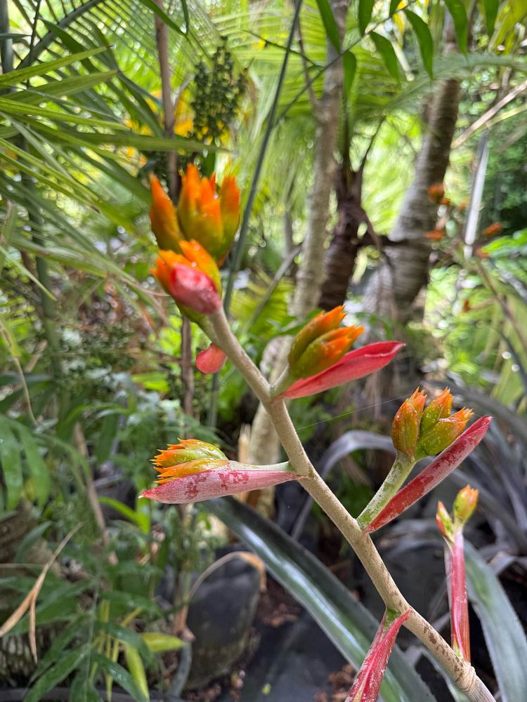 aechmea-mulfordii-malva-bromeliad