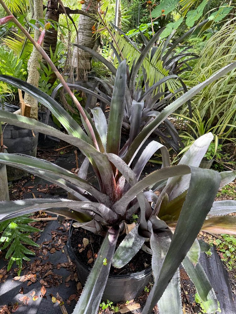 aechmea-mulfordii-malva-bromeliad