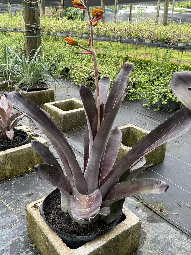 aechmea-mulfordii-malva-bromeliad