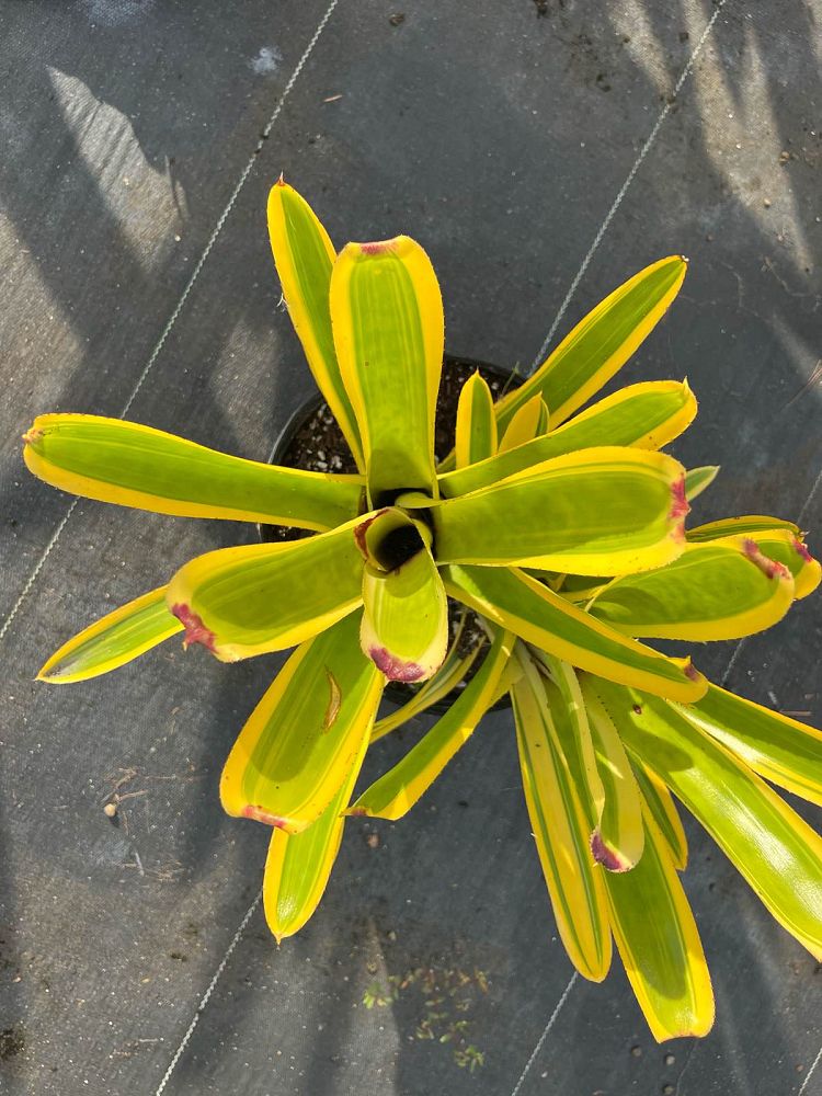aechmea-nudicaulis-alba-bromeliad