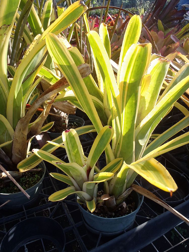 aechmea-nudicaulis-albo-marginata-bromeliad