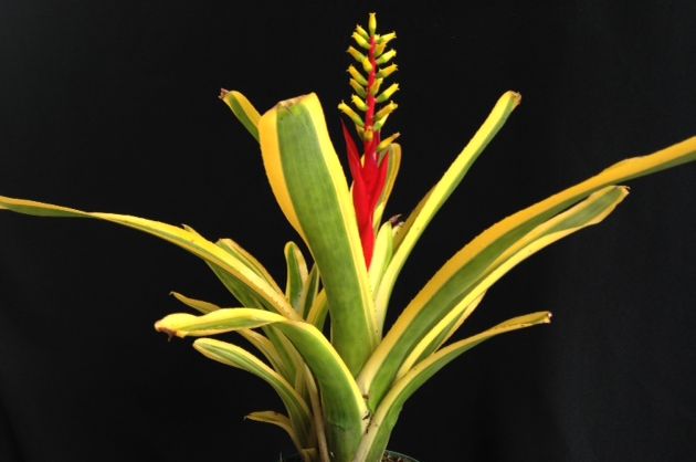aechmea-nudicaulis-albo-marginata-bromeliad