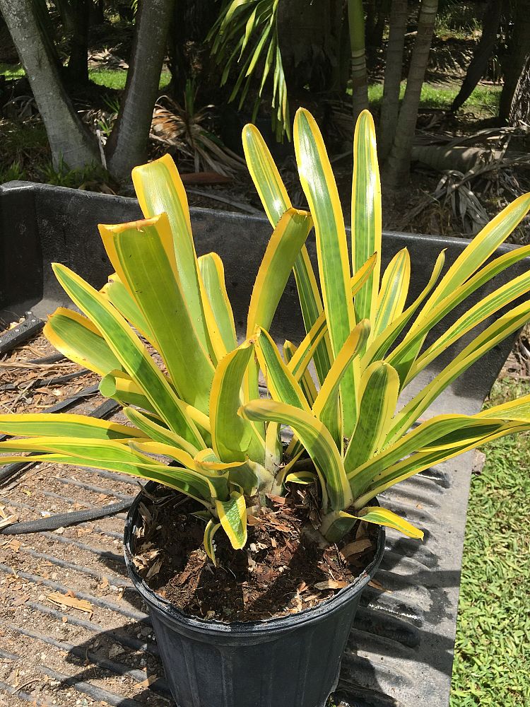 aechmea-nudicaulis-albo-marginata-bromeliad
