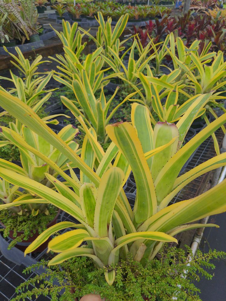 aechmea-nudicaulis-albo-marginata-bromeliad