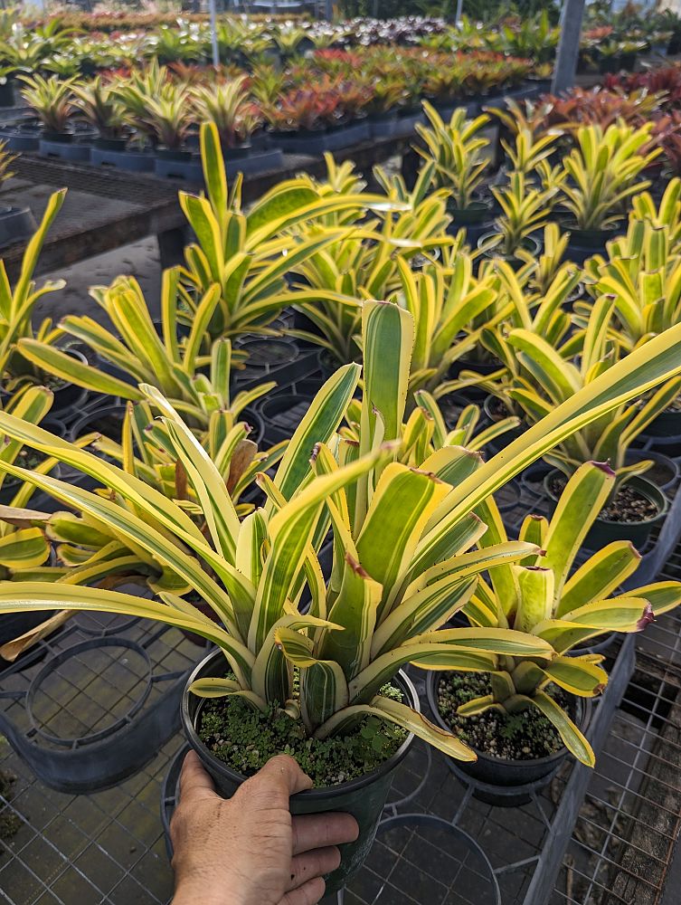 aechmea-nudicaulis-albo-marginata-bromeliad