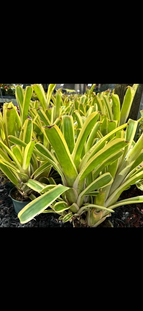 aechmea-nudicaulis-albo-marginata-bromeliad