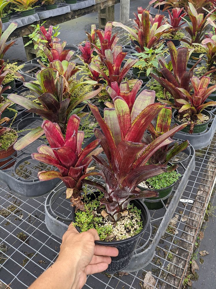 aechmea-nudicaulis-avanti-bromeliad