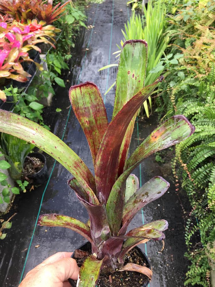 aechmea-nudicaulis-bromeliad