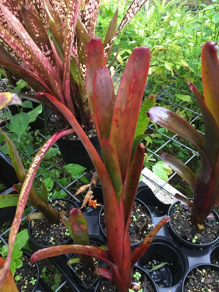aechmea-nudicaulis-burle-marx-bromeliad