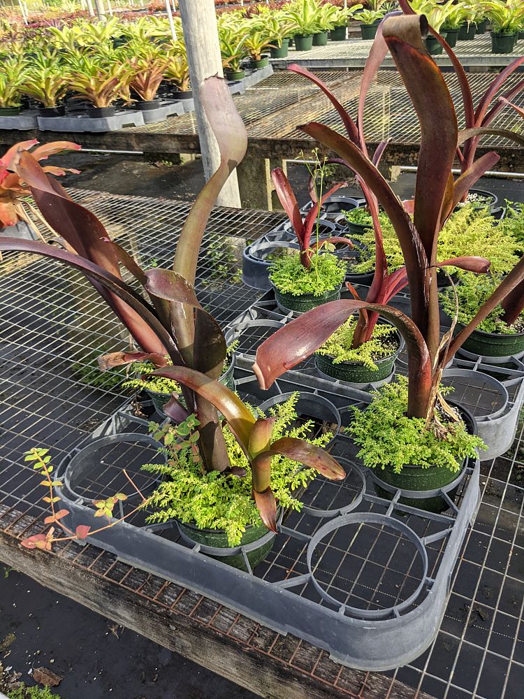 aechmea-nudicaulis-burle-marx-bromeliad