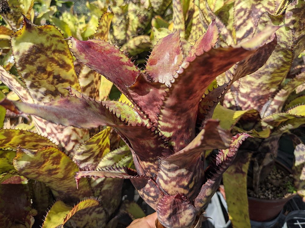 aechmea-orlandiana-bromeliad-finger-of-god