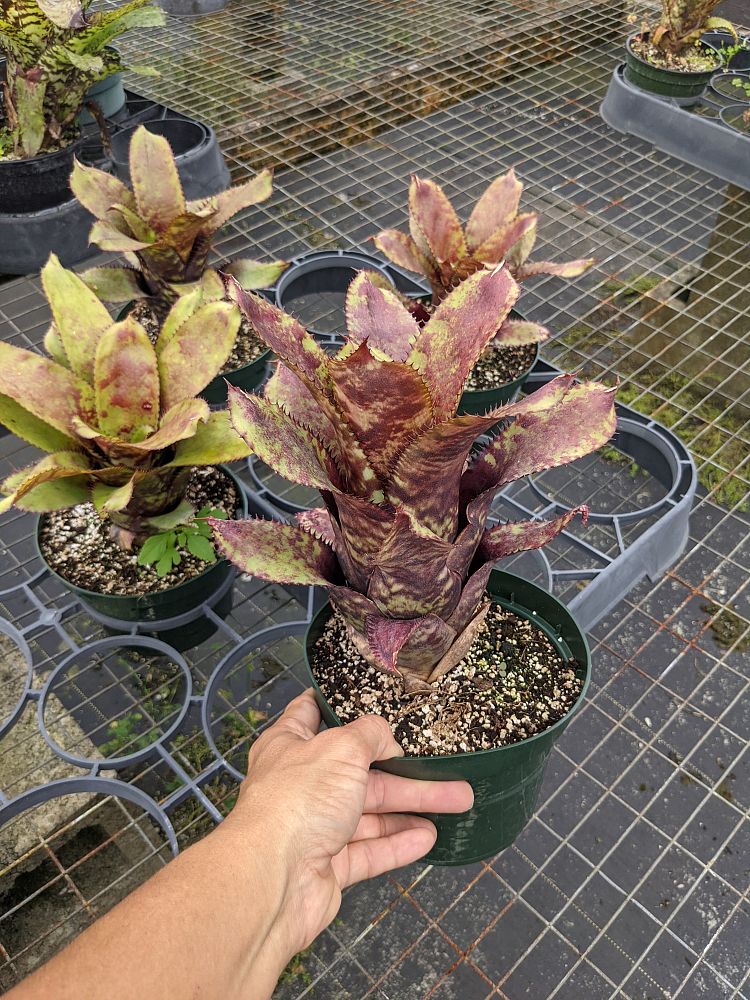 aechmea-orlandiana-bromeliad-finger-of-god