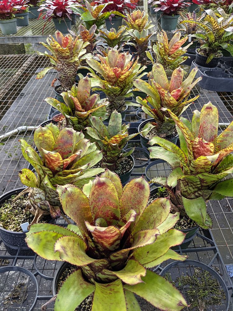 aechmea-orlandiana-bromeliad-finger-of-god