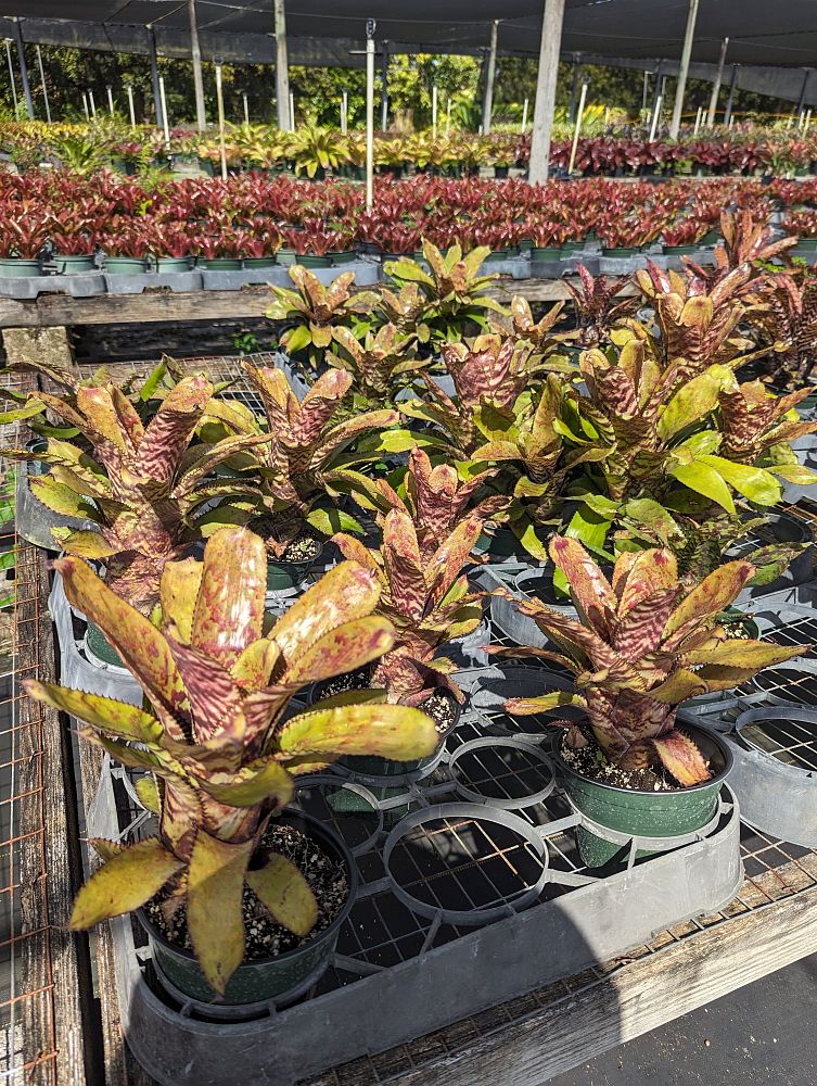 aechmea-orlandiana-bromeliad-finger-of-god