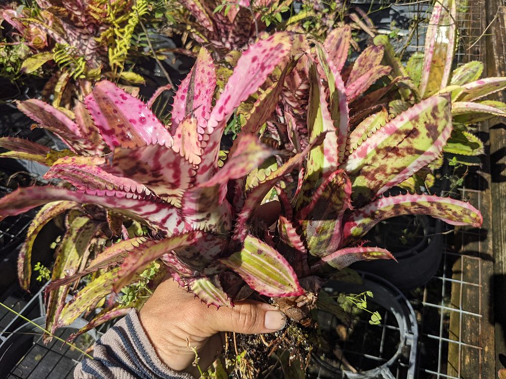 aechmea-orlandiana-bromeliad-finger-of-god