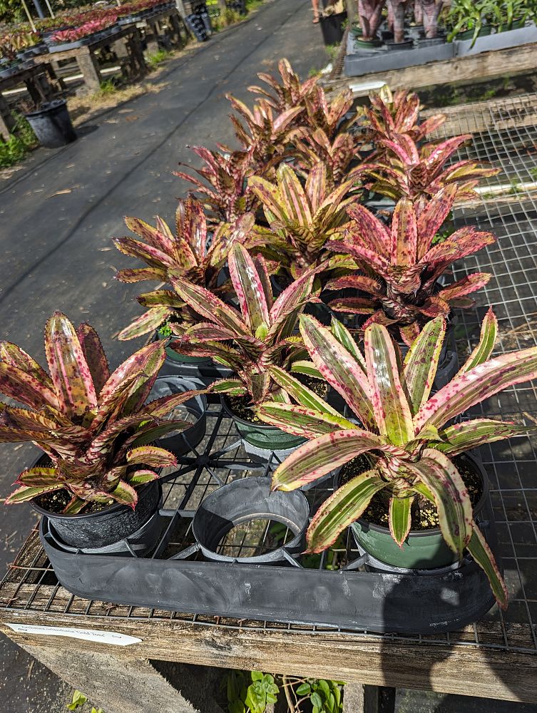 aechmea-orlandiana-bromeliad-finger-of-god