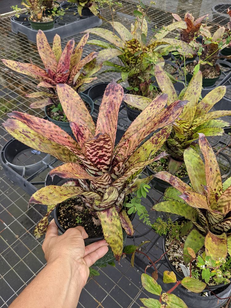 aechmea-orlandiana-bromeliad-finger-of-god
