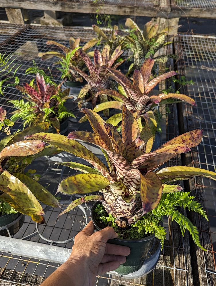 aechmea-orlandiana-bromeliad-finger-of-god