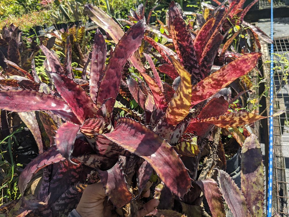 aechmea-orlandiana-bromeliad-finger-of-god