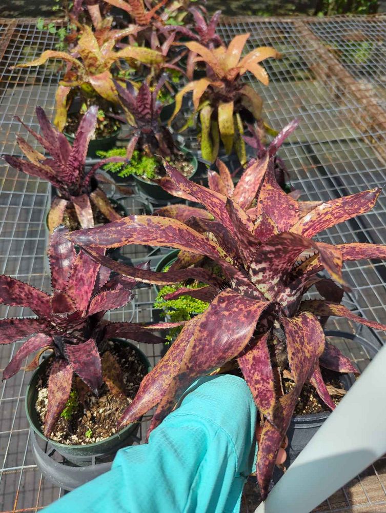 aechmea-orlandiana-bromeliad-finger-of-god