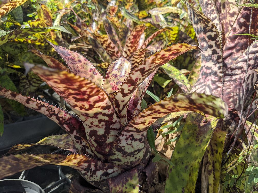 aechmea-orlandiana-bromeliad-finger-of-god