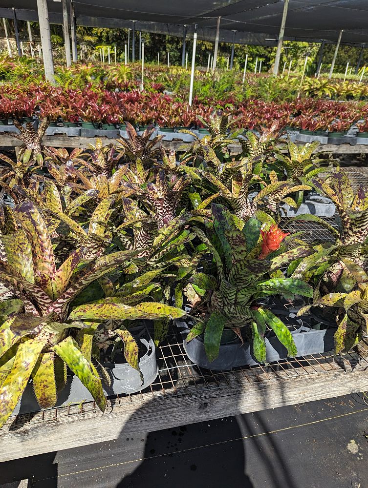 aechmea-orlandiana-bromeliad-finger-of-god