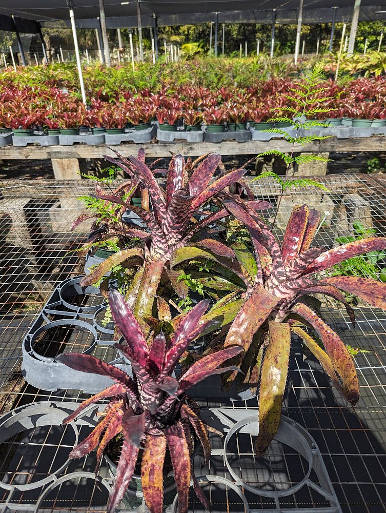 aechmea-orlandiana-bromeliad-finger-of-god