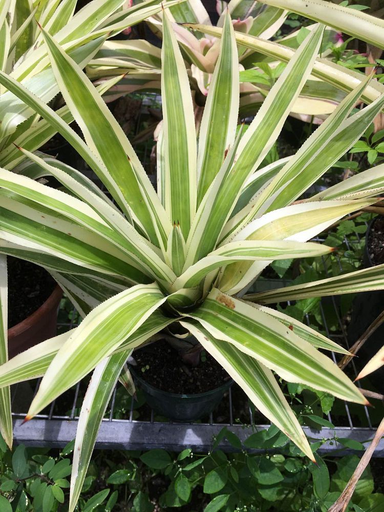 aechmea-ornata-nationalis-bromeliad