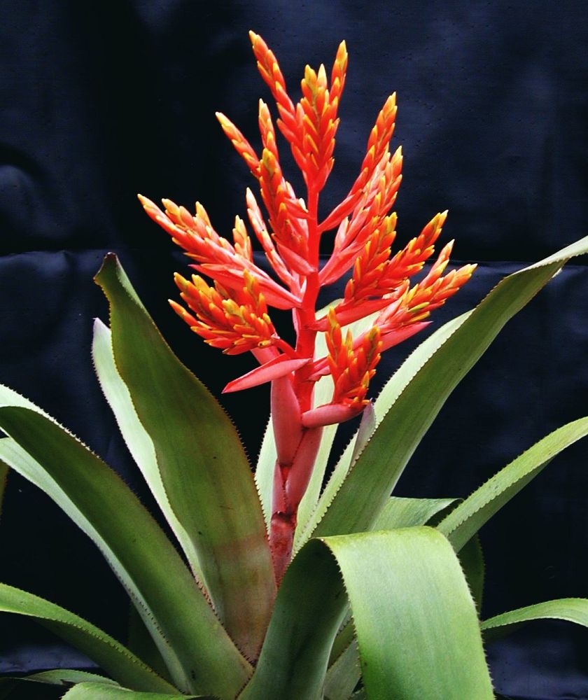 aechmea-patricia-s-secret-bromeliad