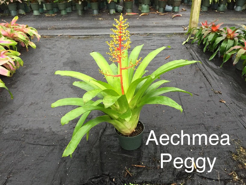 aechmea-peggy-bromeliad